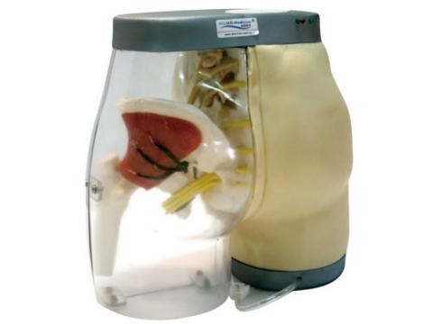 臀部<font color=red>肌肉</font>注射及對(duì)比模型KAS-TB